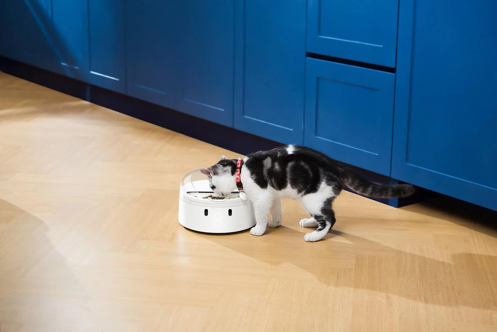 CATLINK RFID F03 Standard Pet Feeder - Image 15